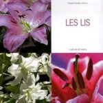 Les lis?