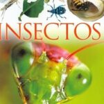 Insectos (DK Eyewitness Books)