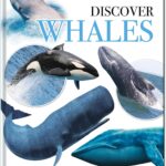 Discover Whales/Learning/NP