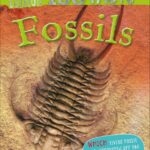 100 Facts Pocket Edition : Fossils