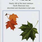 An instant guide to trees