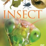 Insect(DVD)