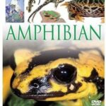 Amphibian