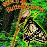 Watch A Butterfly Crow