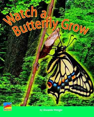 Watch A Butterfly Crow