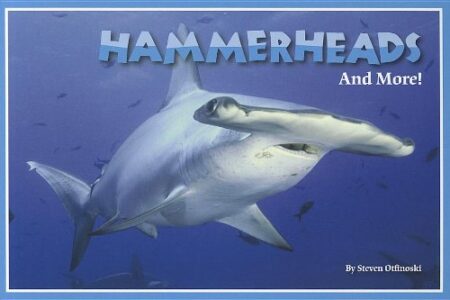 Hammerheads and More!?