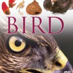 Eyewitness DVD: Bird 