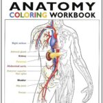 Anatomy Coloring Workbook, Second Edition