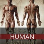 ATLAS OF HUMAN ANATOMY