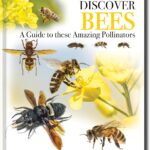 Discover Bees: A Guide to These Amazing Pollinators