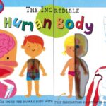 The Incredible Human Body