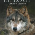 Le Loup: Sauvage et Fascinant